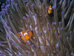 Sulawesi-Underwater